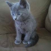 Russia blue kitten for sale