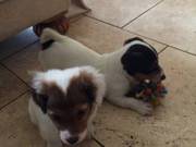jack Russell puppies for sale