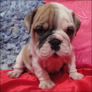  VERY HEALTHY AND GORGEOUS BULLDOG PUPPIES FOR A NEW HOME