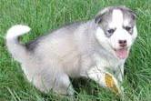 Siberian husky puppies for rehoming .. ..