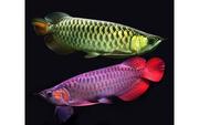SUPER RED AROWANA FISH AND OTTHERS FOR SALE